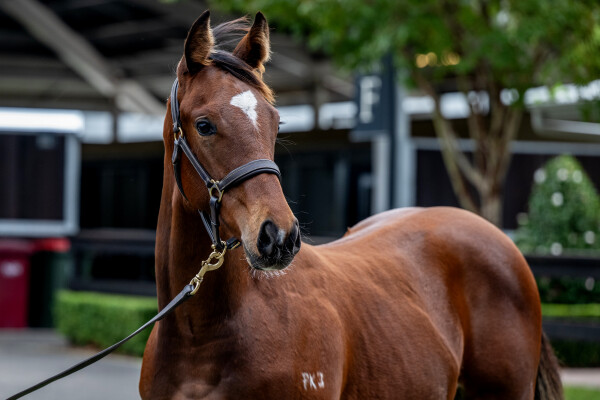 Lot 412: Bruckner / Gundum