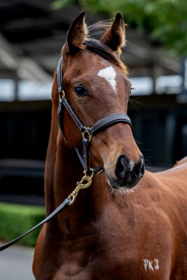 Lot 412: Bruckner / Gundum