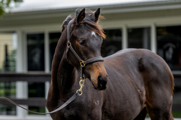 Lot 563: Artorius / Mistress of Doom