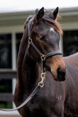 Lot 563: Artorius / Mistress of Doom