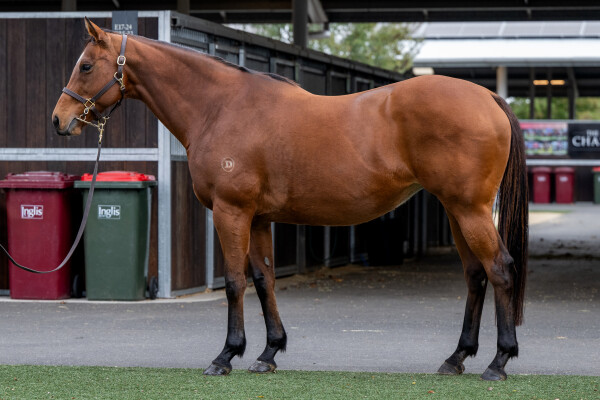 Lot 224: Exceed and Excel / Mead