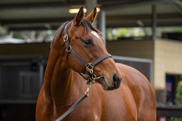 Lot 224: Exceed and Excel / Mead