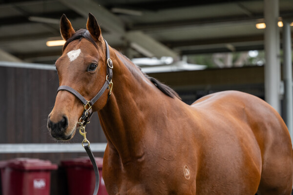 Lot 224: Exceed and Excel / Mead