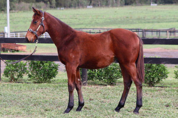 Lot 165: Acrobat / Sunsuzie