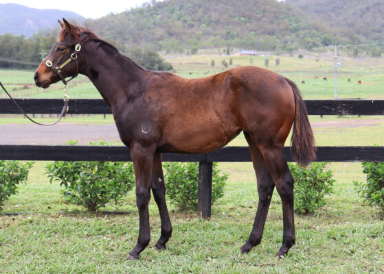 Lot 427: Zousain / Hyperlink