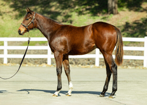 Lot 15: Russian Revolution / Not to be Caught (NZ)