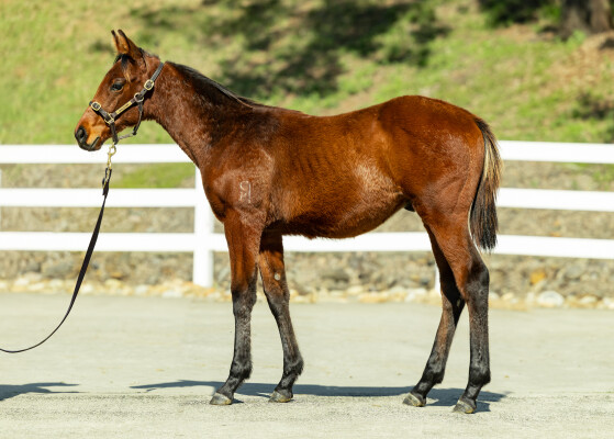 Lot 99: Prague / Sam's a Fox