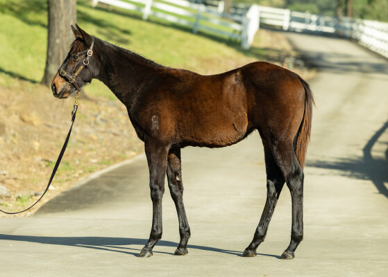 Lot 372: North Pacific / Enviabull