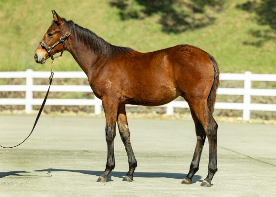 Lot 481: Admire Mars (JPN) / Lady Kanaloa
