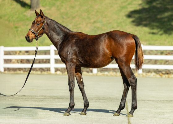 Lot 493: Brutal (NZ) / Leading the Way (ARG)