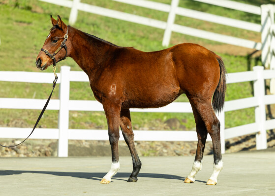 Lot 543: Tiger of Malay / Megawatt (NZ)