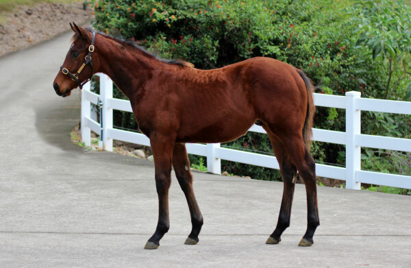 Lot 517: Foxwedge / Luna Ballerina