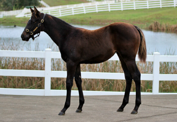 Lot 404: Cosmic Force / Gimlet