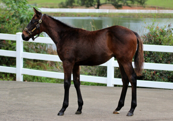 Lot 133: Hitotsu / Smart Success