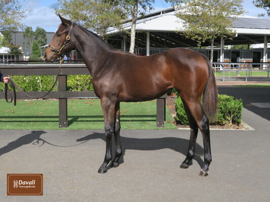 Lot 94: Casino Prince / Run Sally Run