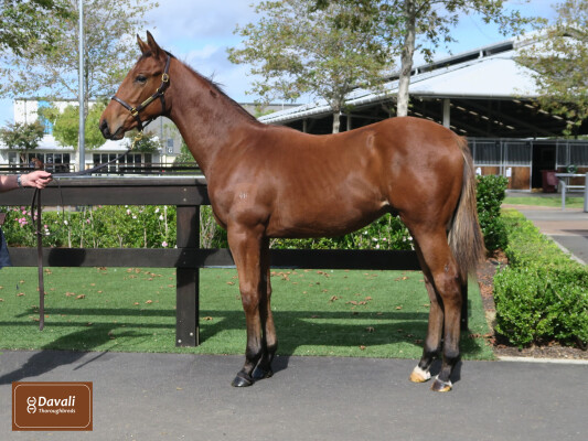 Lot 331: Star Turn / Considerable