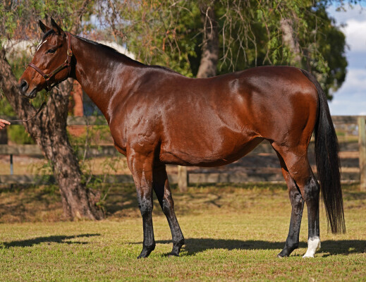 Lot 73: Lonhro / Jestatune
