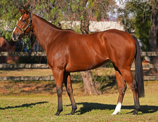 Lot 9: Panzer Division / St. Therese