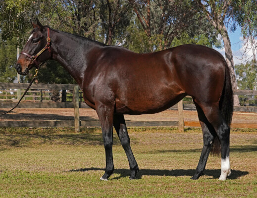 Lot 33: Snitzel / C'Est Beau la Vie