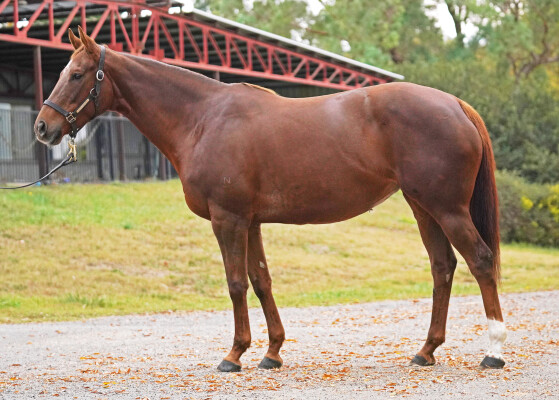 Lot 230: Winning Rupert / Beatniks