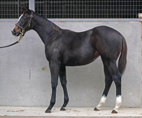 Lot 388: North Pacific / Fiery Redhead