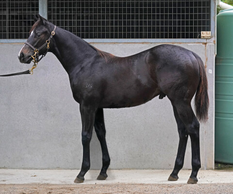 Lot 438: Tassort / Imsouane