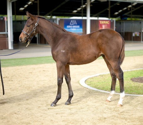 Lot 60: Too Darn Hot (GB) / Pursuitofthestars (IRE)