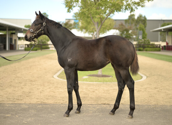 Lot 101: Stay Inside / Sassari (NZ)