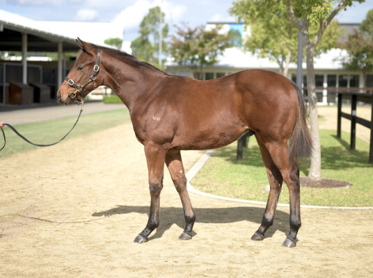 Lot 130: Street Boss (USA) / Siwa Lady