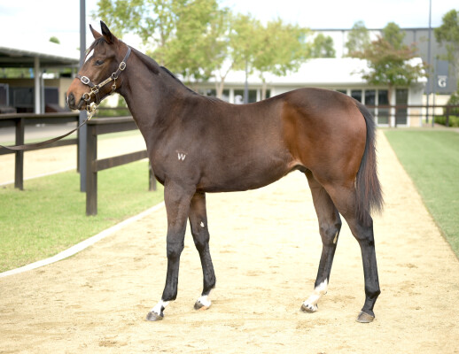 Lot 191: In the Congo / Tiara Star