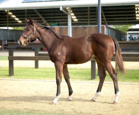 Lot 343: State of Rest (IRE) / De la Fayette