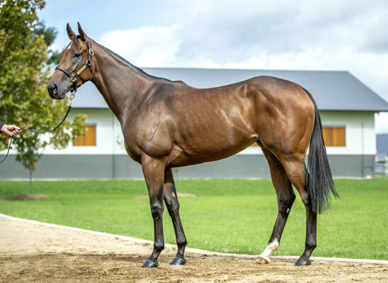Lot 17: Too Darn Hot (GB) / Enbihaar