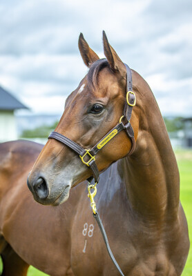 Lot 17: Too Darn Hot (GB) / Enbihaar