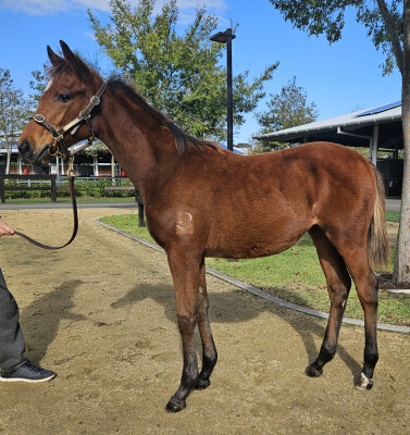 Lot 77: Home Affairs / Rezoned (NZ)