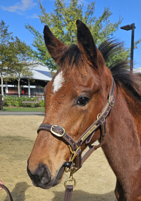 Lot 77: Home Affairs / Rezoned (NZ)