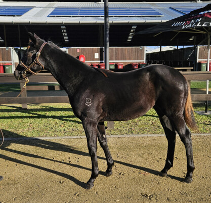 Lot 95: Capitalist / Sacred Lass (NZ)