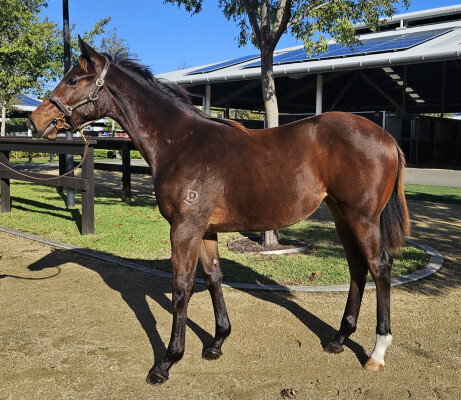 Lot 135: Blue Point (IRE) / Snippy Fox