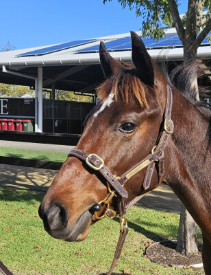 Lot 135: Blue Point (IRE) / Snippy Fox