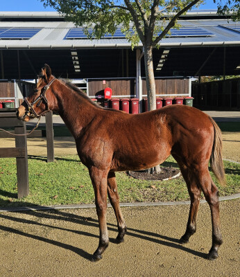 Lot 154: St Mark's Basilica (FR) / Stirred Not Shaken