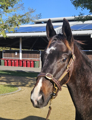 Lot 342: Pinatubo (IRE) / Darook Park