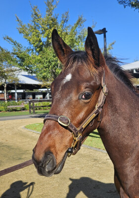 Lot 378: Bivouac / Eyes of Love (NZ)