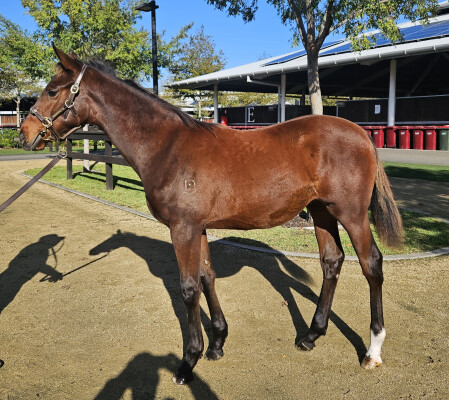 Lot 378: Bivouac / Eyes of Love (NZ)