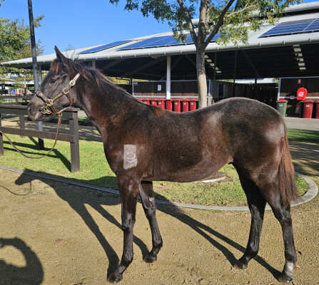 Lot 573: Shamus Award / My Option (USA)