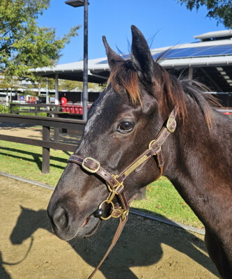 Lot 573: Shamus Award / My Option (USA)