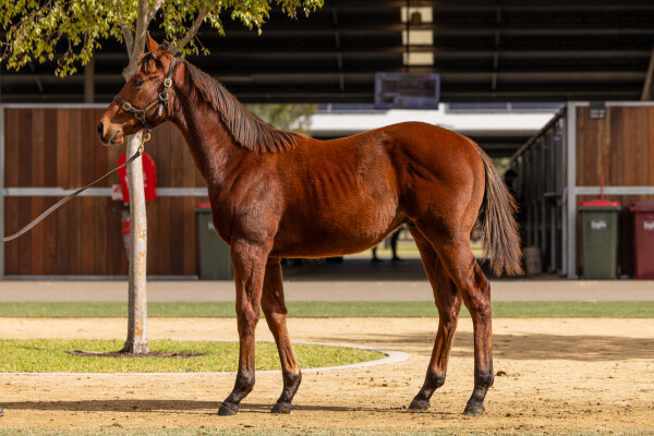 Lot 51: Tassort / Prima Voce