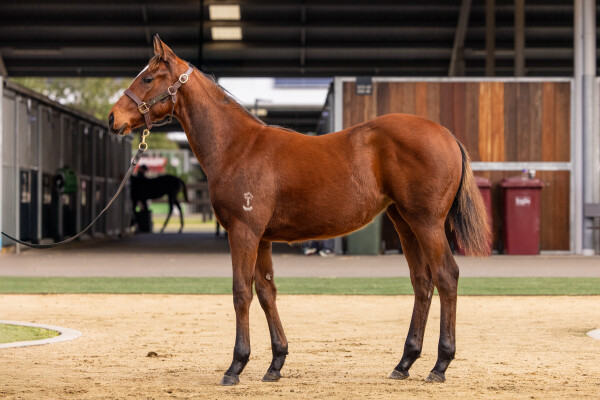 Lot 132: Wild Ruler / Skillet