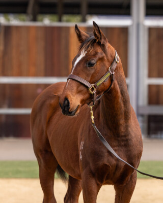 Lot 132: Wild Ruler / Skillet