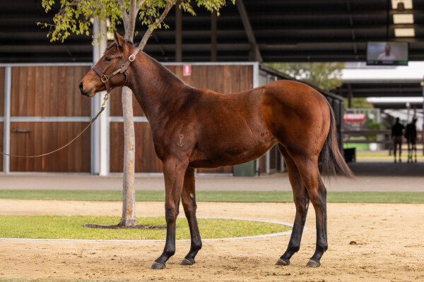 Lot 146: Tiger of Malay / Sportini