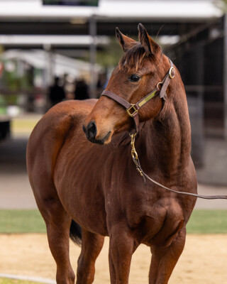 Lot 146: Tiger of Malay / Sportini