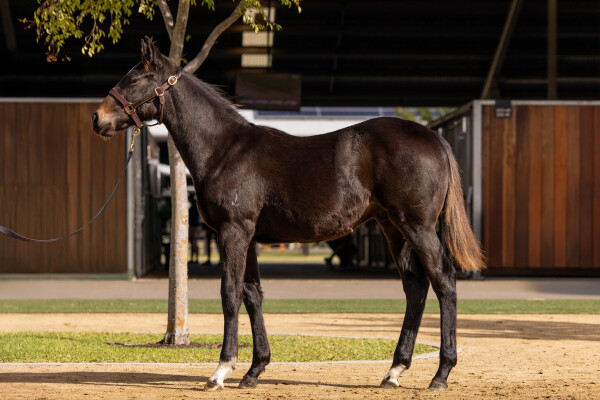 Lot 206: Tassort / Victory Lass